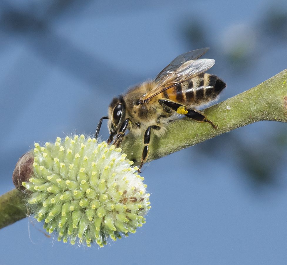 Østlig honningbi (Apis cerana)